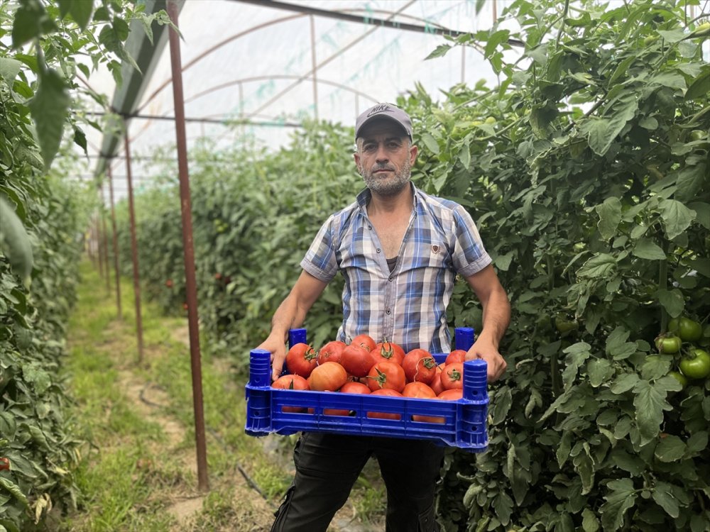 Isparta'nın köyünden Avrupa ve Orta Doğu'ya domates ihracatı