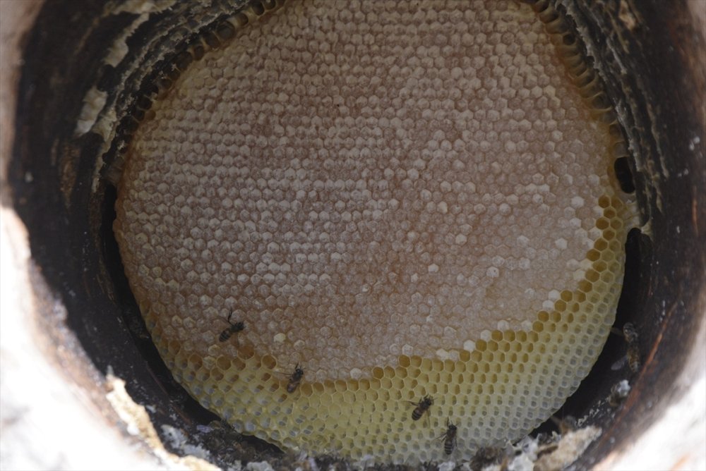 Bitlis'teki yaylalarda KARAKOVAN bal hasadı devam ediyor