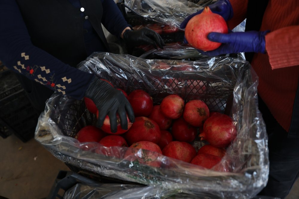 Türkiye'nin nar üretiminin yüzde 21'i Antalya'dan
