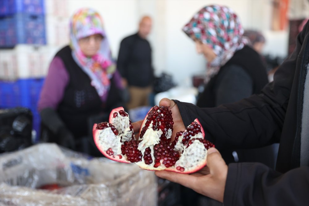 Türkiye'nin nar üretiminin yüzde 21'i Antalya'dan