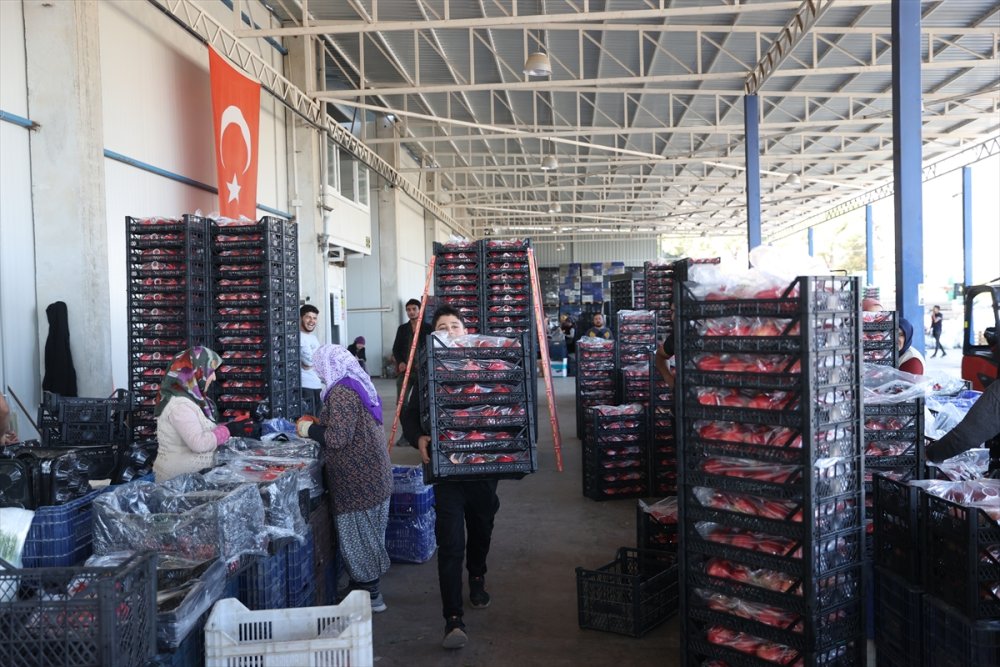 Türkiye'nin nar üretiminin yüzde 21'i Antalya'dan