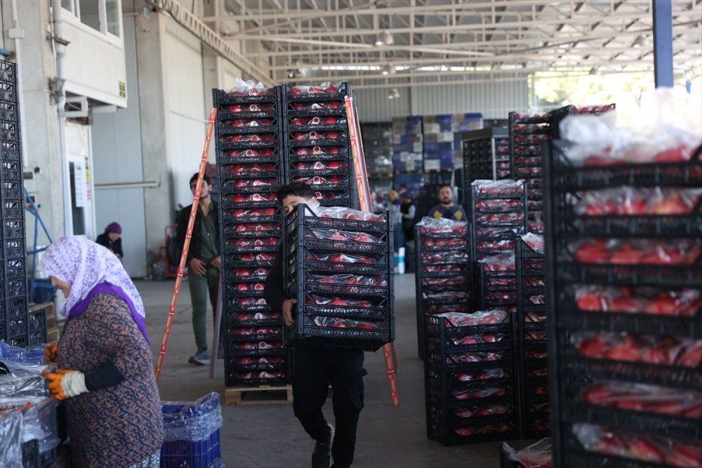 Türkiye'nin nar üretiminin yüzde 21'i Antalya'dan