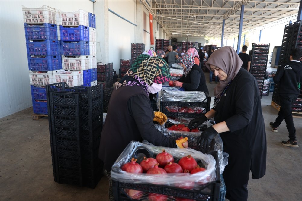 Türkiye'nin nar üretiminin yüzde 21'i Antalya'dan