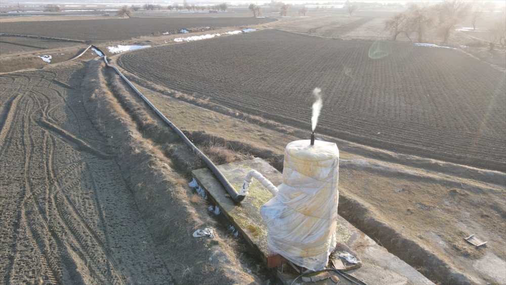 Erzincan'da jeotermal serada üretilen domatesler ihraç ediliyor