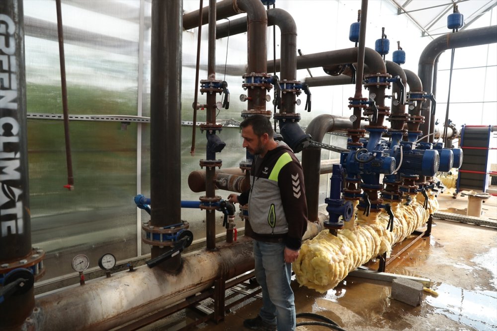 Erzincan'da jeotermal serada üretilen domatesler ihraç ediliyor