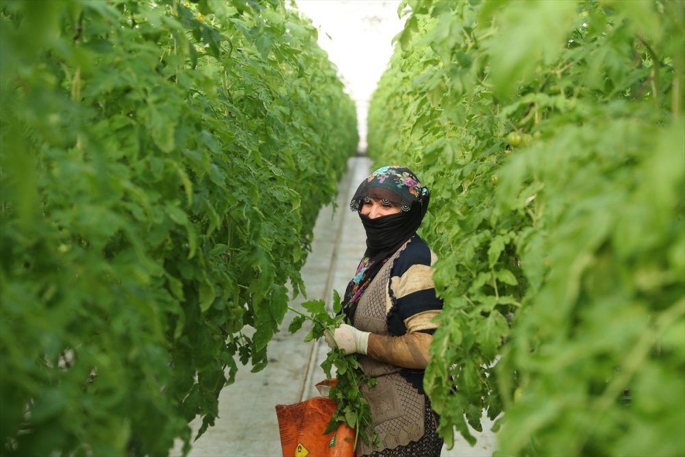 Erzincan'da jeotermal serada üretilen domatesler ihraç ediliyor