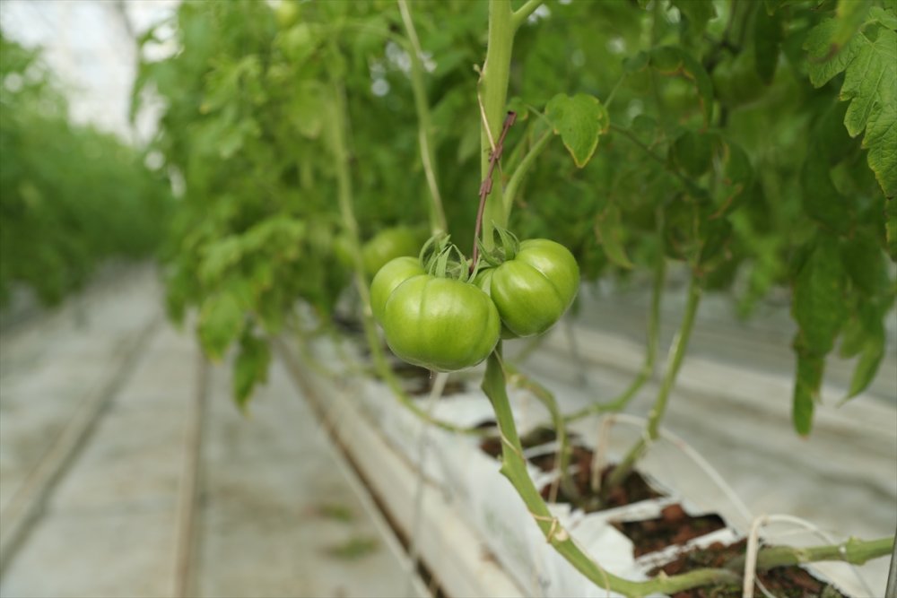 Erzincan'da jeotermal serada üretilen domatesler ihraç ediliyor