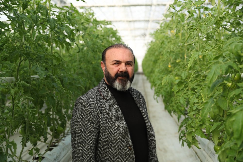Erzincan'da jeotermal serada üretilen domatesler ihraç ediliyor