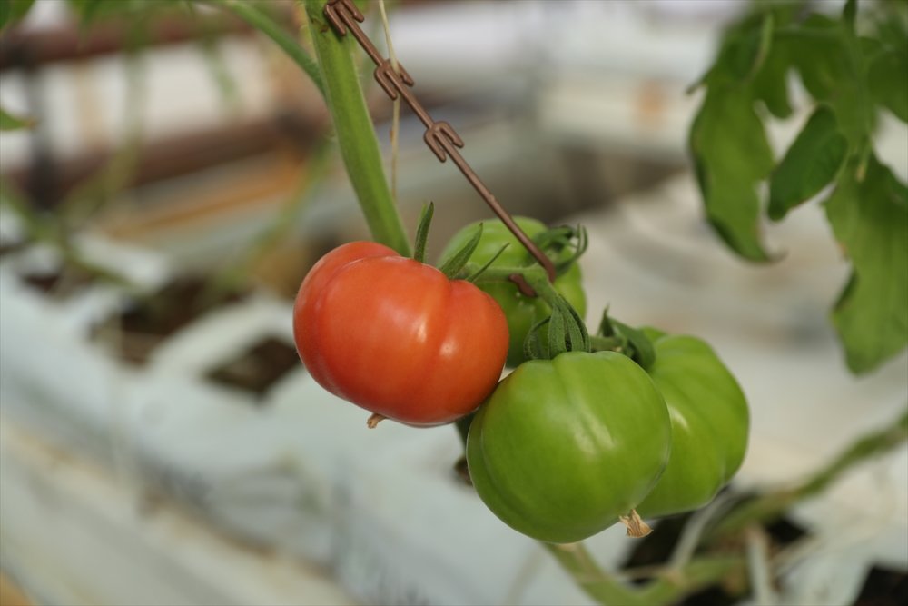 Erzincan'da jeotermal serada üretilen domatesler ihraç ediliyor