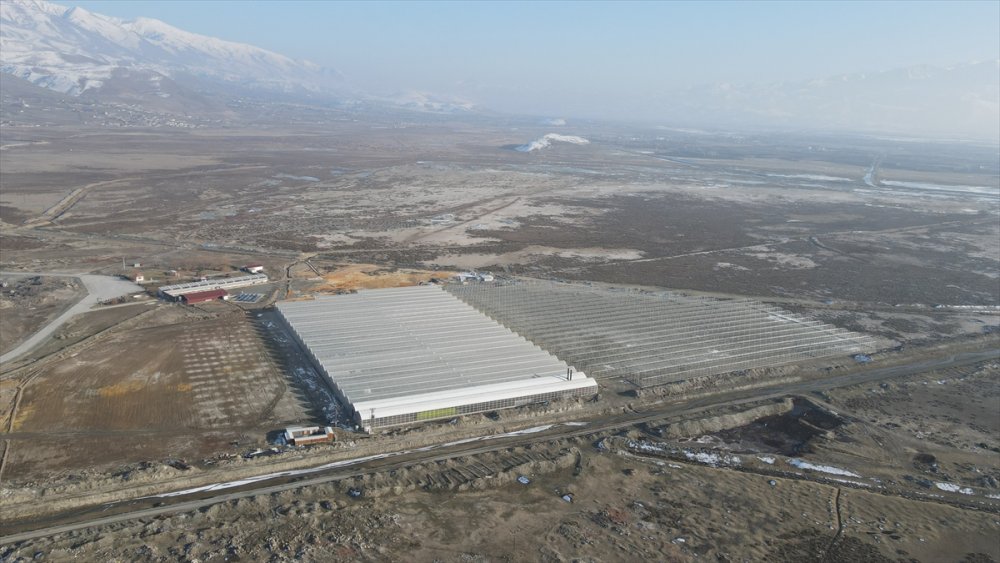 Erzincan'da jeotermal serada üretilen domatesler ihraç ediliyor