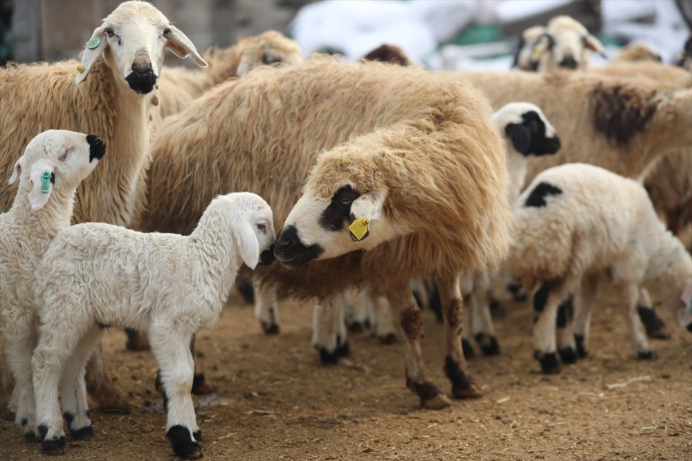 Erzincan'da besiciler kuzu doğumları için ağılda nöbet tutuyor