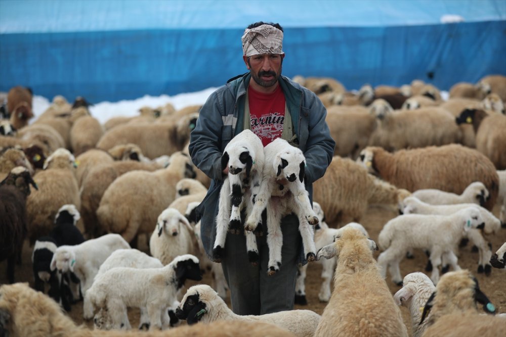 Erzincan'da besiciler kuzu doğumları için ağılda nöbet tutuyor