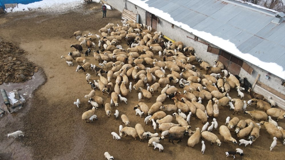 Erzincan'da besiciler kuzu doğumları için ağılda nöbet tutuyor