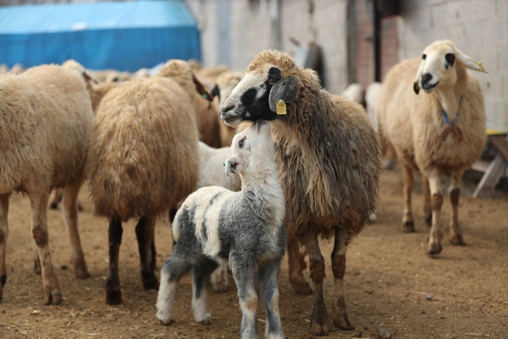 Erzincan'da besiciler kuzu doğumları için ağılda nöbet tutuyor