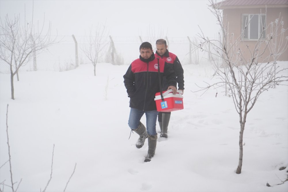 Muş'taki bu fedakar veteriner hekimler ALKIŞLANIR. Ağır kış koşullarında hayvanların aşılarını aksatmıyor