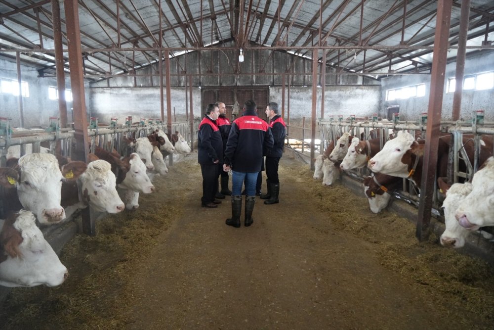 Muş'taki bu fedakar veteriner hekimler ALKIŞLANIR. Ağır kış koşullarında hayvanların aşılarını aksatmıyor