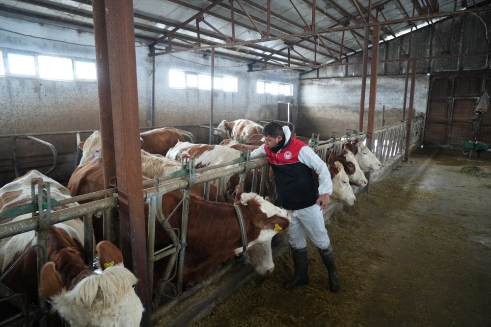 Muş'taki bu fedakar veteriner hekimler ALKIŞLANIR. Ağır kış koşullarında hayvanların aşılarını aksatmıyor