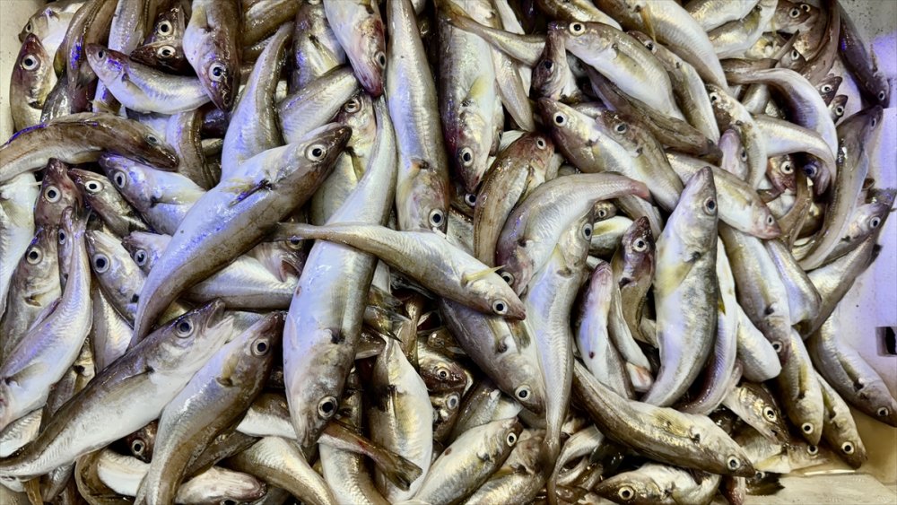 Samsunlular Ramazanda Balığa Doydular