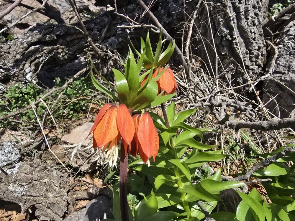 Ters laleler Batman’da ilgi görüyor