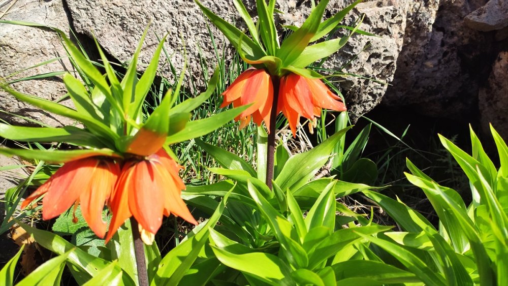 Ters laleler Batman’da ilgi görüyor