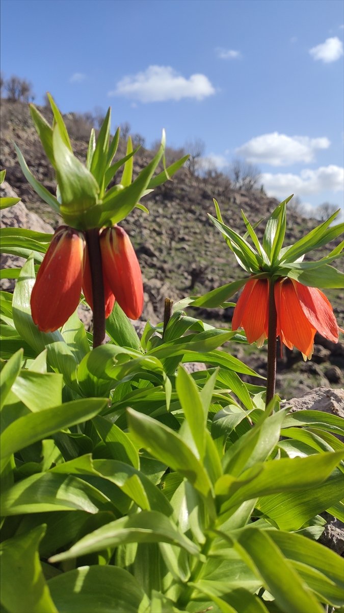 Ters laleler Batman’da ilgi görüyor
