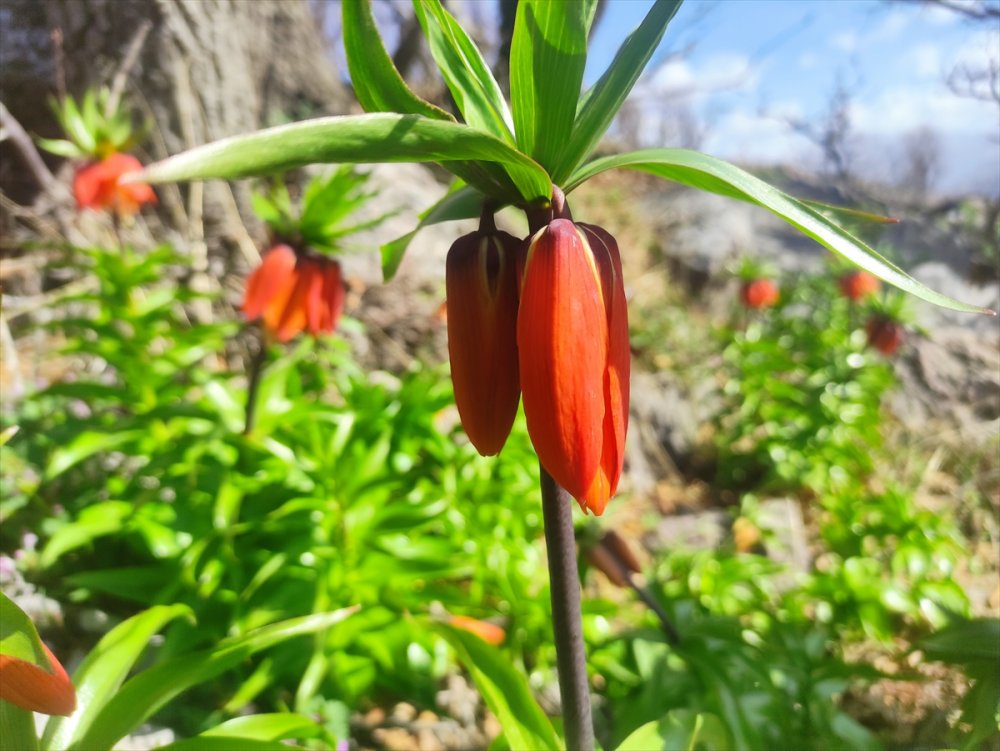 Ters laleler Batman’da ilgi görüyor
