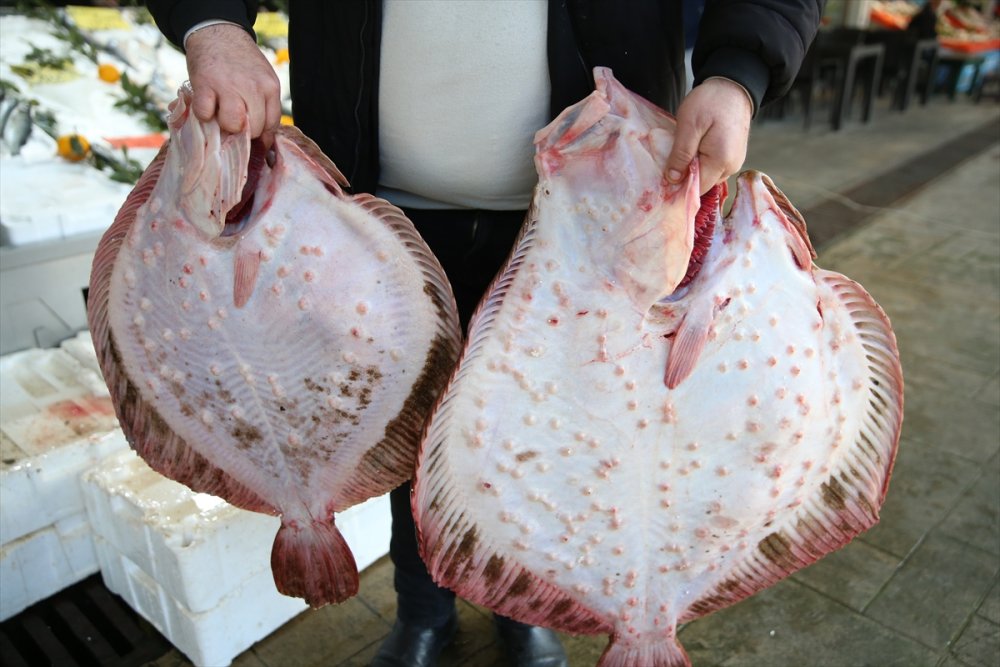 Ordu'daki balıkçıların yüzü gülüyor. kalkan bereketi