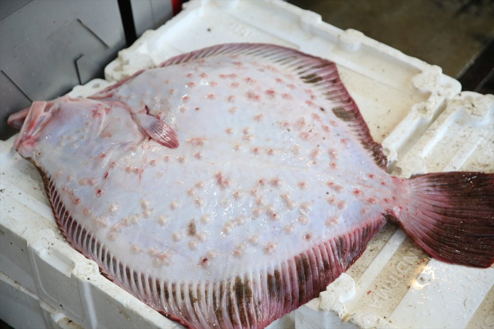 Ordu'daki balıkçıların yüzü gülüyor. kalkan bereketi