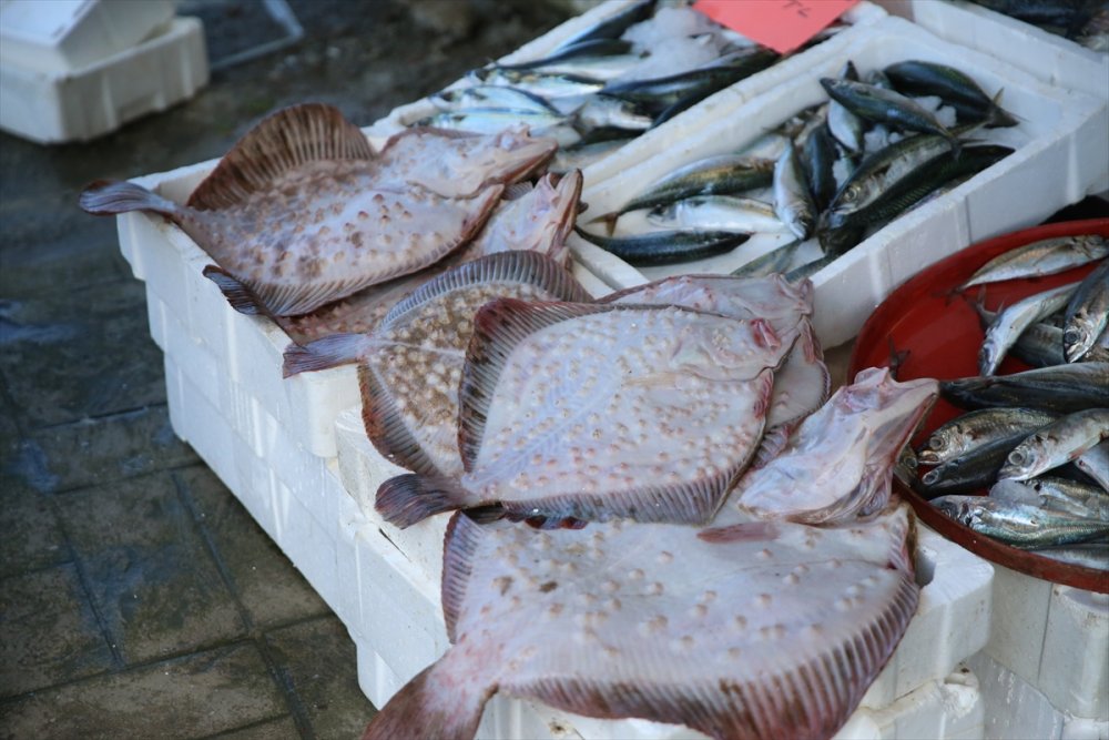 Ordu'daki balıkçıların yüzü gülüyor. kalkan bereketi