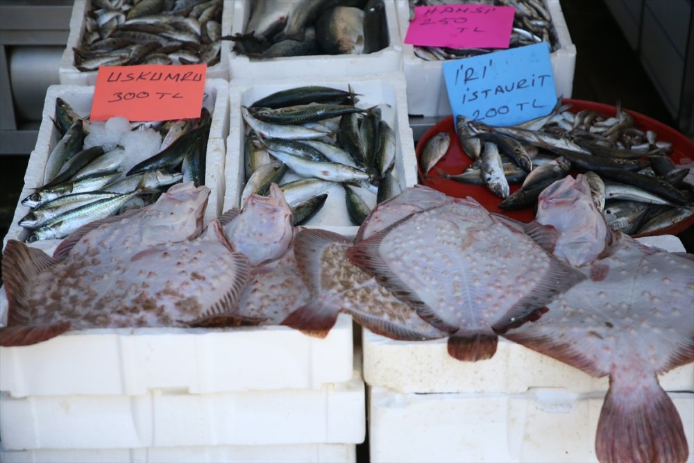 Ordu'daki balıkçıların yüzü gülüyor. kalkan bereketi