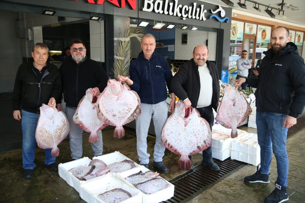 Ordu'daki balıkçıların yüzü gülüyor. kalkan bereketi