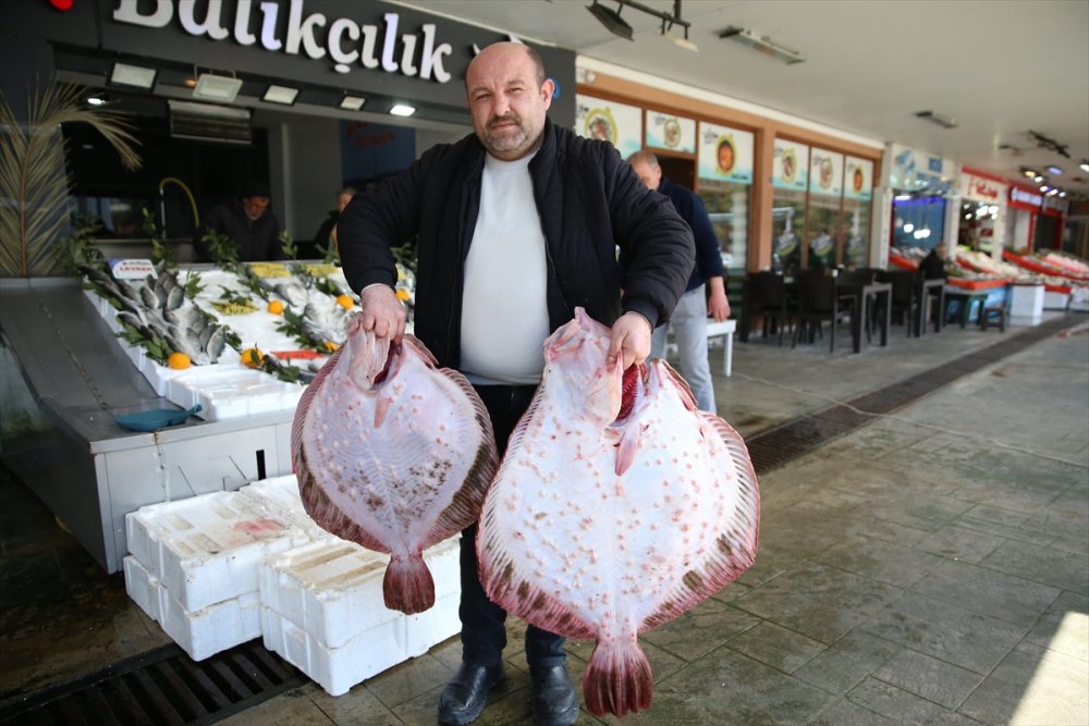 Ordu'daki balıkçıların yüzü gülüyor. kalkan bereketi