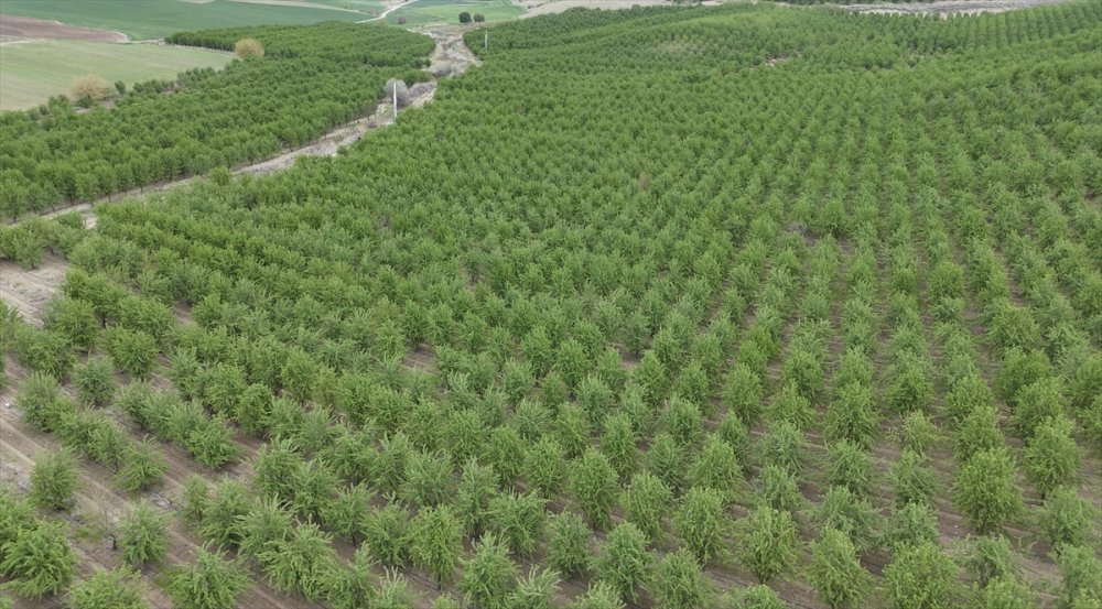 Adıyaman'da don önleyici pervaneler, badem bahçesini zirai dondan korudu