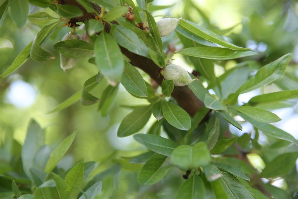Adıyaman'da don önleyici pervaneler, badem bahçesini zirai dondan korudu