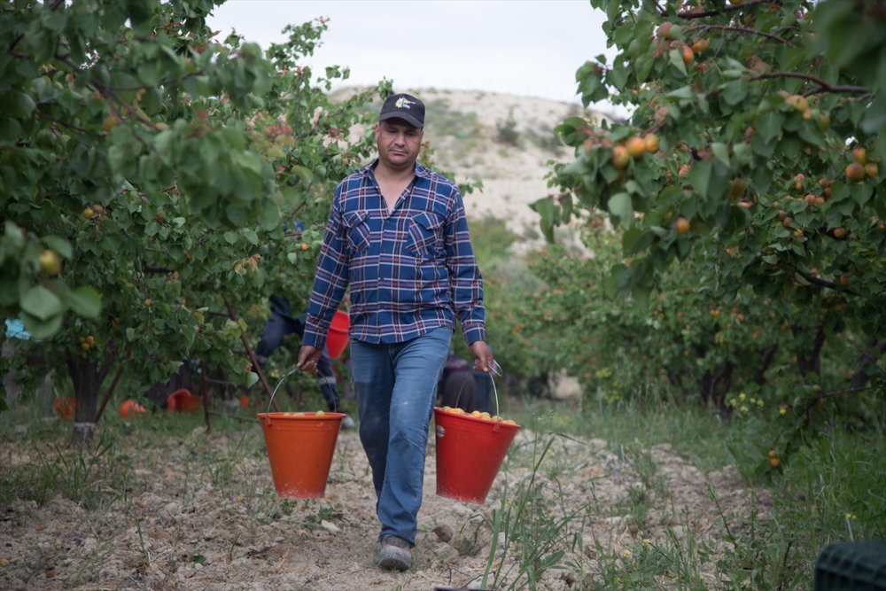 Sadece Malatya’da değil Tescilli Mut kayısısında hasat başladı