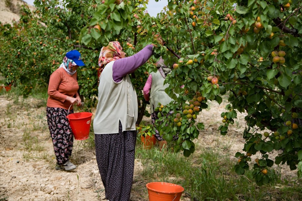 Sadece Malatya’da değil Tescilli Mut kayısısında hasat başladı