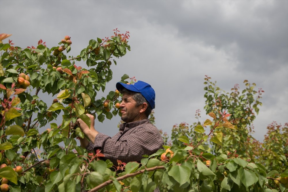 Sadece Malatya’da değil Tescilli Mut kayısısında hasat başladı