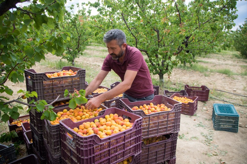 Sadece Malatya’da değil Tescilli Mut kayısısında hasat başladı