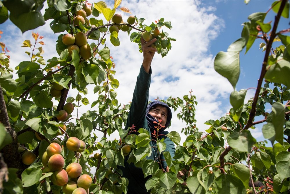 Sadece Malatya’da değil Tescilli Mut kayısısında hasat başladı