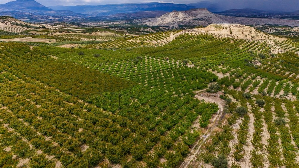 Sadece Malatya’da değil Tescilli Mut kayısısında hasat başladı