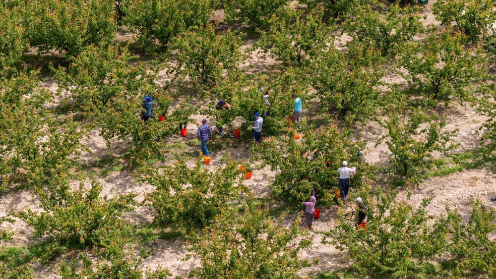 Sadece Malatya’da değil Tescilli Mut kayısısında hasat başladı