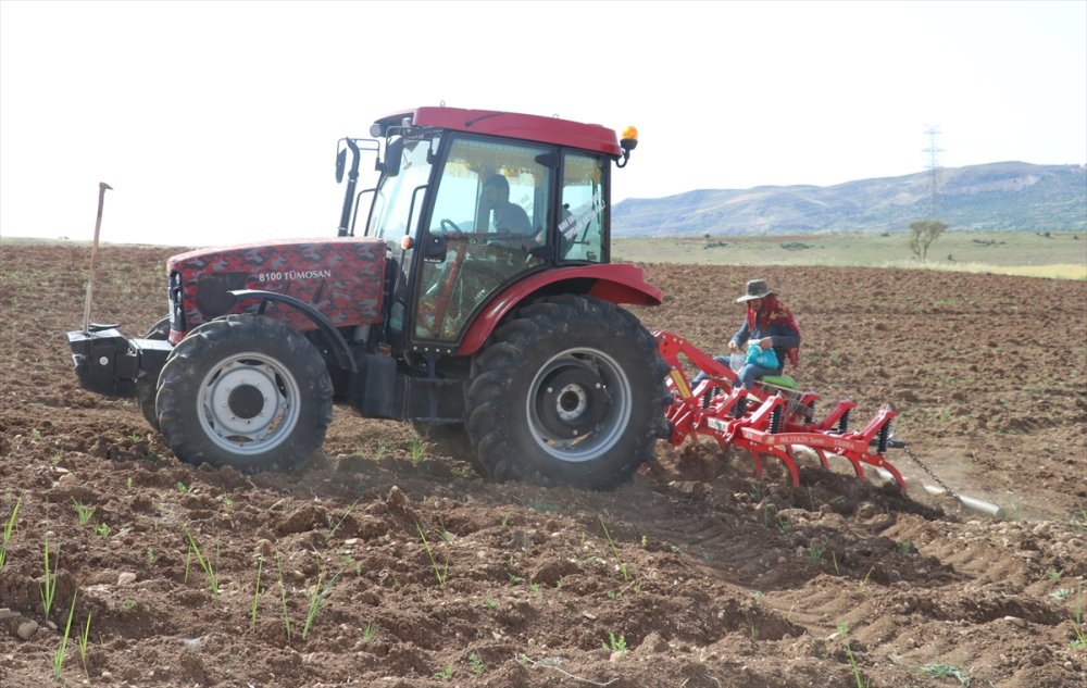 Bereketli Hasat için Batman'da kavun ve karpuz tohumları toprakla buluşturuluyor
