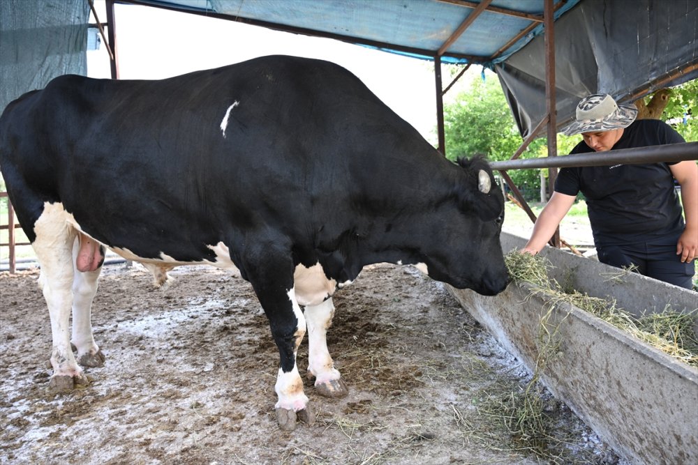 Osmaniye'de 1,2 tonluk kurbanlık boğa bayram öncesi alıcısını bekliyor