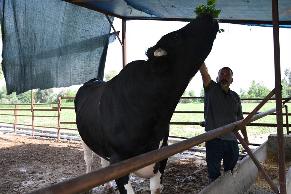 Osmaniye'de 1,2 tonluk kurbanlık boğa bayram öncesi alıcısını bekliyor