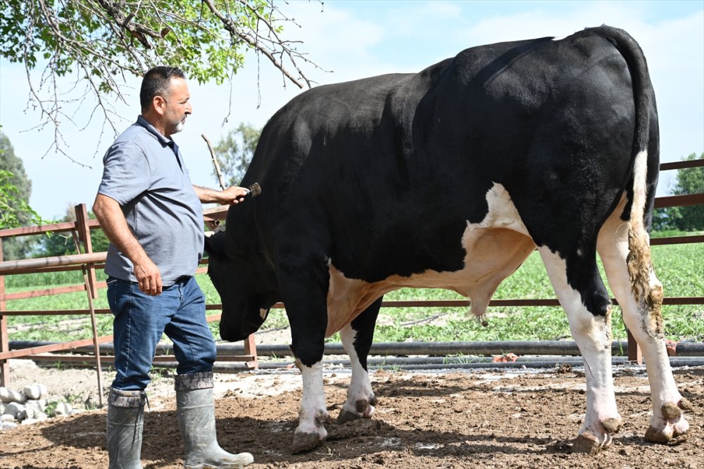Osmaniye'de 1,2 tonluk kurbanlık boğa bayram öncesi alıcısını bekliyor