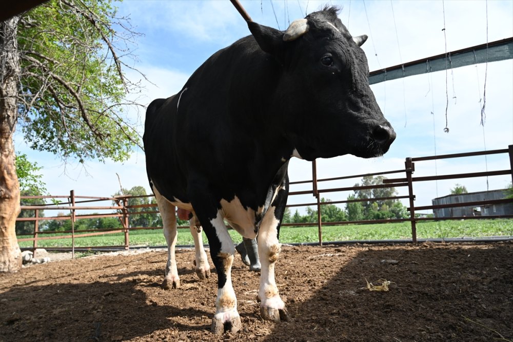 Osmaniye'de 1,2 tonluk kurbanlık boğa bayram öncesi alıcısını bekliyor