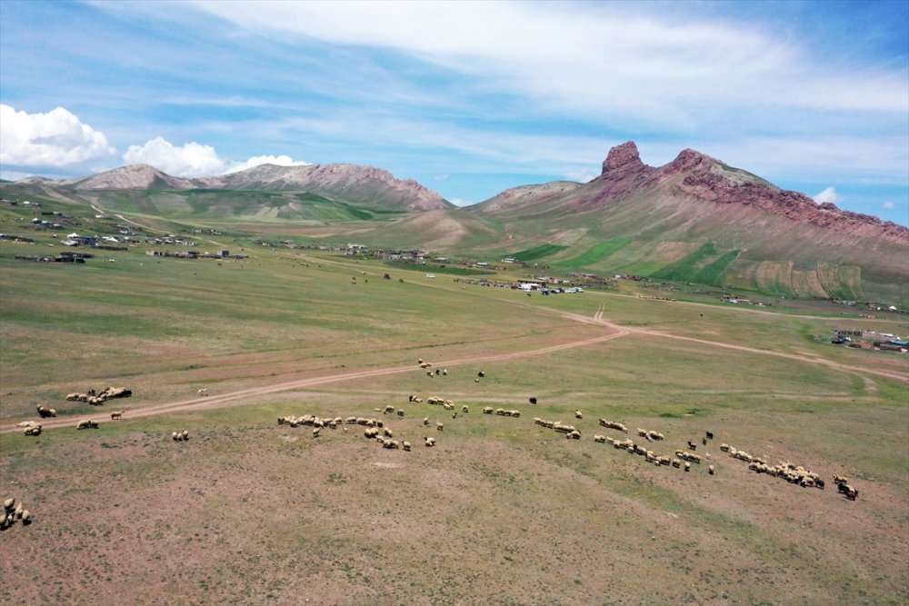 Göçerlerin Tendürek Dağı eteklerinde zorlu hayvancılık mesaisi başladı