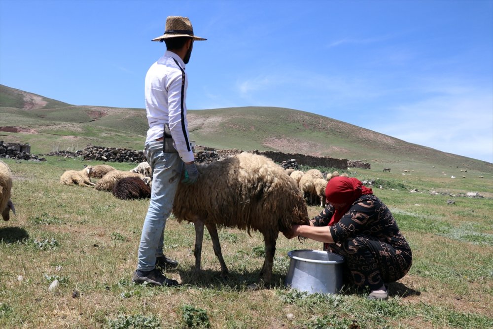 Göçerlerin Tendürek Dağı eteklerinde zorlu hayvancılık mesaisi başladı