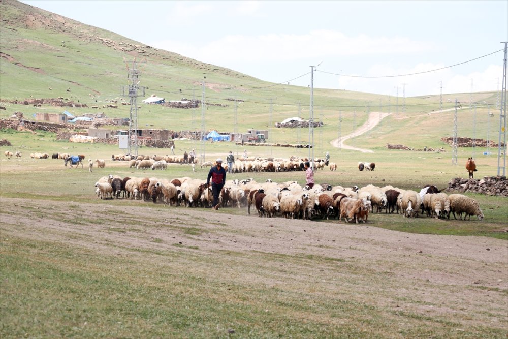 Göçerlerin Tendürek Dağı eteklerinde zorlu hayvancılık mesaisi başladı
