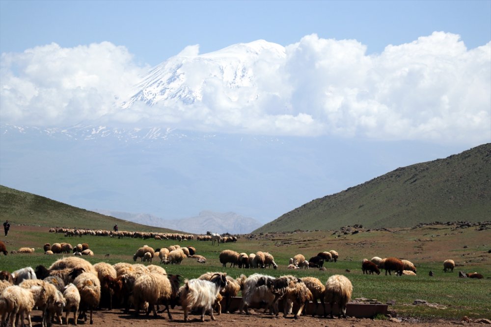 Göçerlerin Tendürek Dağı eteklerinde zorlu hayvancılık mesaisi başladı